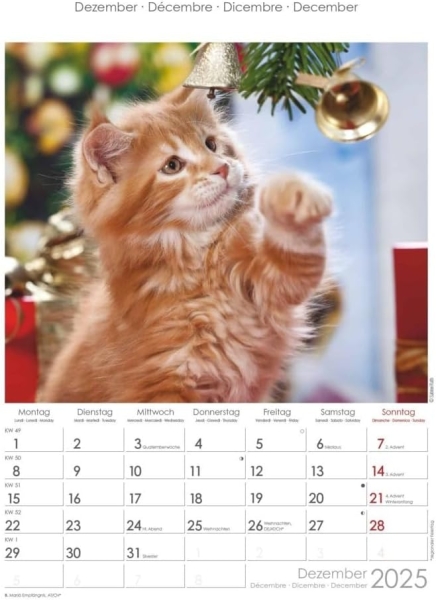 Bildkalender A4 Katzen